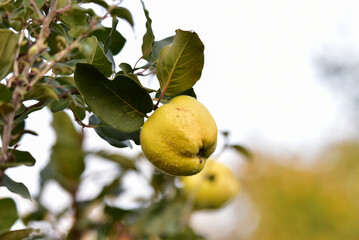 lemon tree with fruits