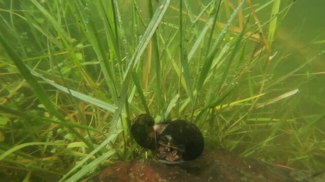 Underwater view of a pair of golden snails mating in calm lake water. Slow movement and natural detail create a serene scene. Concept of reproduction, aquatic life, and ecosystem balance