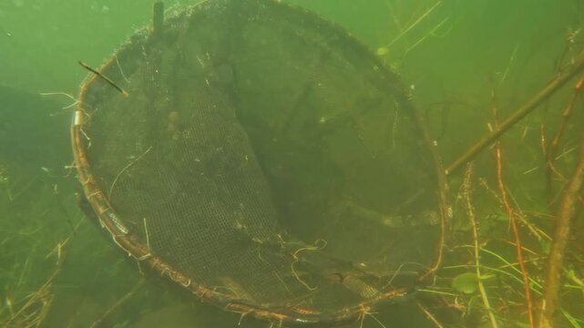 Underwater footage of round nets for fish traps . 4K Footage