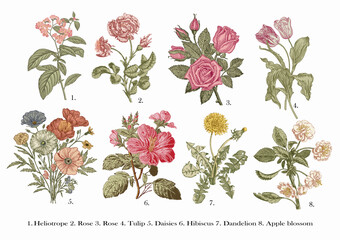 Botany. Set vintage medical realistic isolated flowers. Nature baroque. Drawing engraving. Vector background victorian Illustration Heliotrope, Rose, Rose, Tulip, Daisies, Hibiscus, Dandelion, Apple