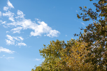 Green and yellow leaves with blue sky in the background