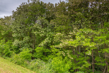 blooming black locust tree in forest edge