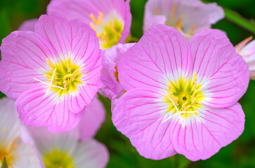 close up on blooming pink evening primrose