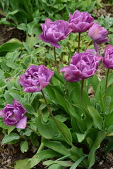 Blüte, Tulpe, Natur, Beet, Garten, Frühling