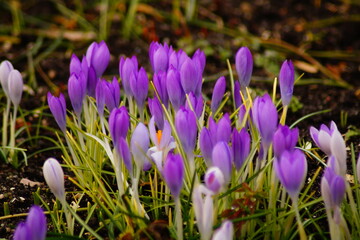 Krokus, Bl&uuml;te, Beet, Natur, Fr&uuml;hling