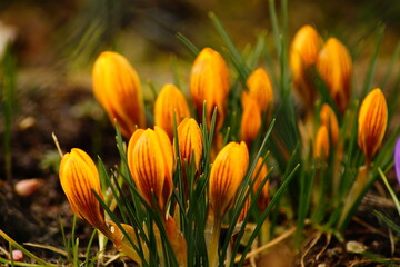 Blüten, Krokus, Garten, Natur, Frühling