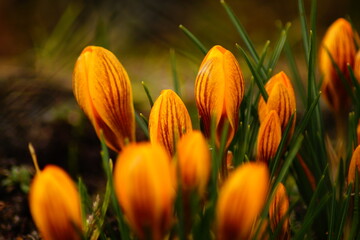 Blüten, Krokus, Garten, Natur, Frühling