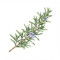 Fototapeta premium Detailed Rosemary Sprig Illustration with Purple Flowers