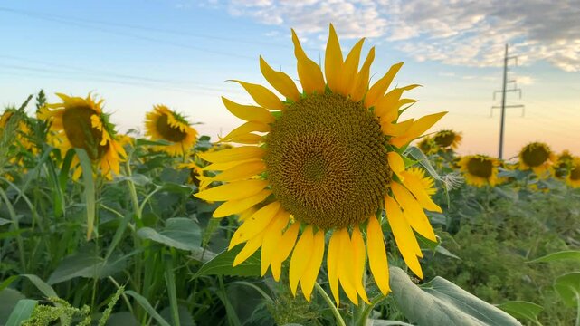 Sunflower blooms at sunset, ecology. Approaching shot: bright yellow sunflower against background of pink sunset and white clouds, ecology. Concept: ecology is nature that surrounds us. Sunflowers