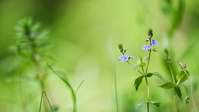 spring flower lily of the valley in the forest on a blurred green background