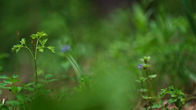 forest wild grasses blurred green background
