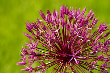 Blüte, Ziergewächs, Pflanze, Natur, Makro, Frühling