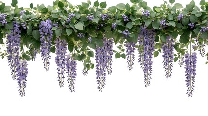 Hanging wisteria and greenery border against white.
