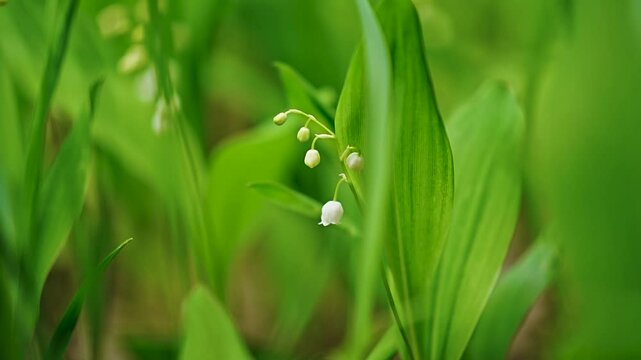 spring flower lily of the valley in the forest on a blurred green background