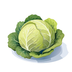 Fototapeta premium Cabbage Vector Illustration with Flat Design, Clean Line Art, and Modern Minimalist AestheticArt.