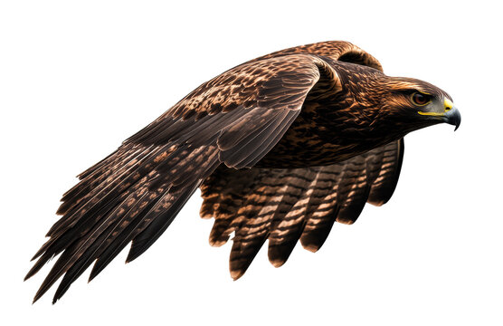 Majestic hawk soaring in flight with outstretched wings on a transparent background, cut out