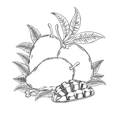 Hand-Drawn Mango Fruit with Leaves - Tropical Exotic Vector Sketch