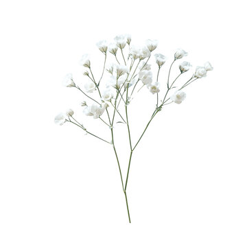 Pink baby's breath flower png. Gypsophila pink white floral design isolated on transparent background Flower frame png. empty space for text. For wedding invitations, floral branding, memorial cards.