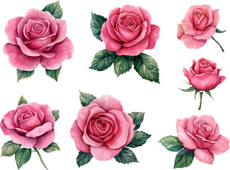 Pink Rose in Watercolor Style