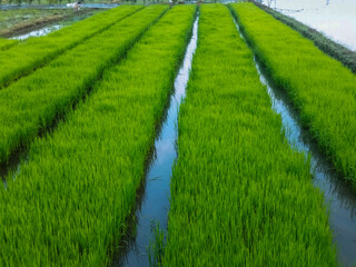A lush green rice paddy field with rows of young rice plants growing in standing water