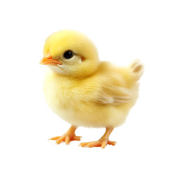 Fototapeta premium baby chicken isolated on white
