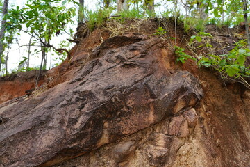 plants grow and natural soil cross section