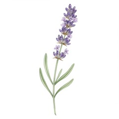 Watercolor Lavender Flower Illustration with Purple Blossoms and Green Leaves