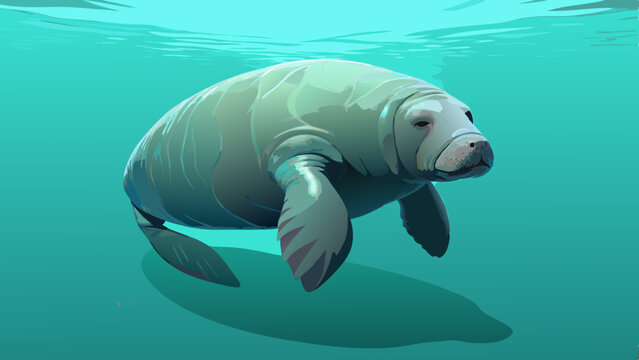 Gentle Giant Manatee Underwater in Turquoise Waters