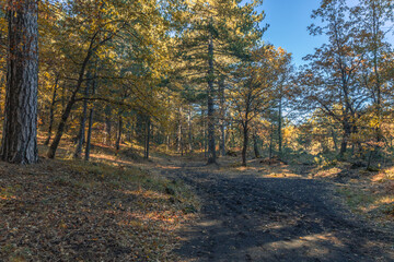 Serenity Trail in Etna Woods