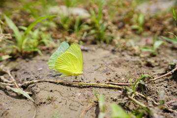 Butterflies found in the natural forest.