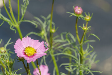 てんとう虫の幼虫がとまるピンクのコスモスの花