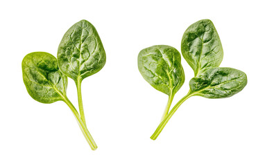 Baby spinach leaves on white background.png