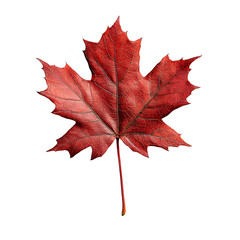Fototapeta premium A photograph of a single beautifully detailed red maple leaf with sharp edges and visible veins isolated against a pure white background capturing the vibrant colors of the autumn season