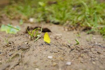 Butterflies found in the natural forest.
