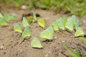 Butterflies found in the natural forest.
