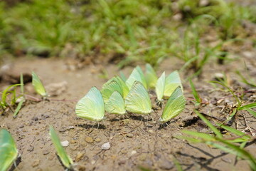 Butterflies found in the natural forest.