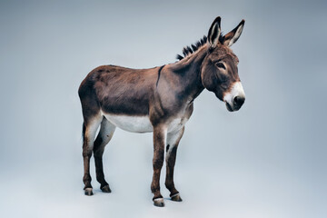 Obraz premium Big-eared donkey stands on a light background.