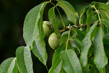 green olives on tree