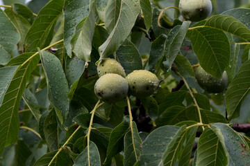 figs on tree
