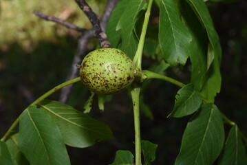 unripe walnuts on tree