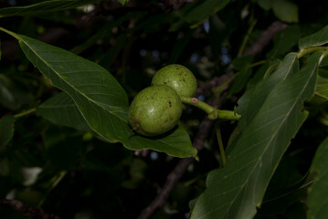 green olives on tree
