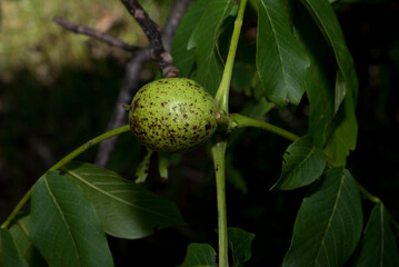 close up of an apple