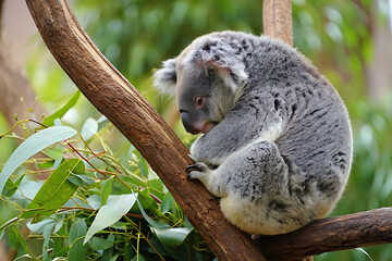 Fototapeta premium Adorable Koala Bear Relaxing on a Tree Branch in a Lush Forest
