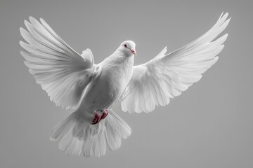 Obraz premium White Dove Flying