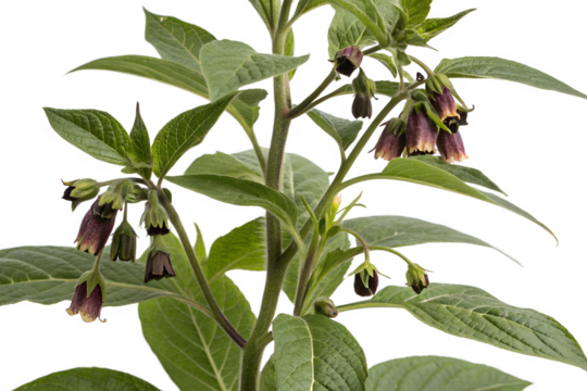 Atropa belladonna flower isolated on white background