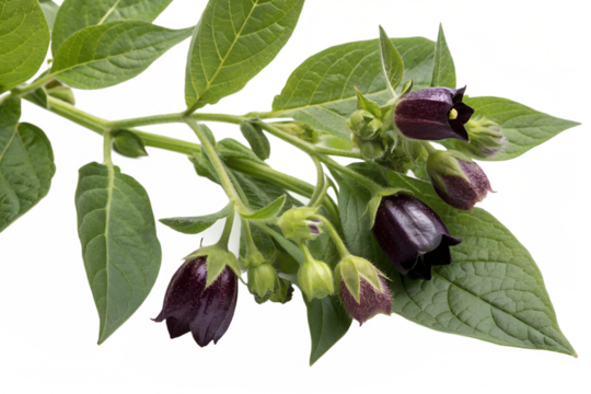 Atropa belladonna flower isolated on white background