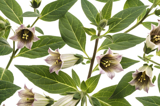 Atropa belladonna flower seamless pattern background
