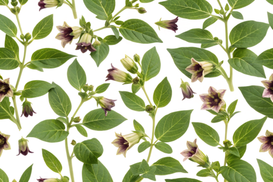 Atropa belladonna flower seamless pattern background