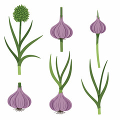 Garlic in Bloom: An artistic depiction showcases garlic plant, with the focus on a fresh garlic with green stalk and leaves, representing the health and natural aspect.