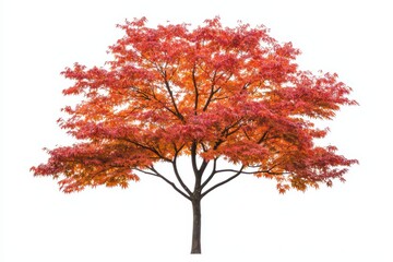 Vibrant autumn tree with orange and red leaves isolated on white background for seasonal nature photography
